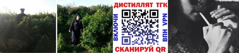 мега вход  Благовещенск  Дистиллят ТГК концентрат 